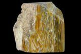 Petrified Wood (Araucioxylon) Rip-Cut - Circle Cliffs, Utah #135635-1